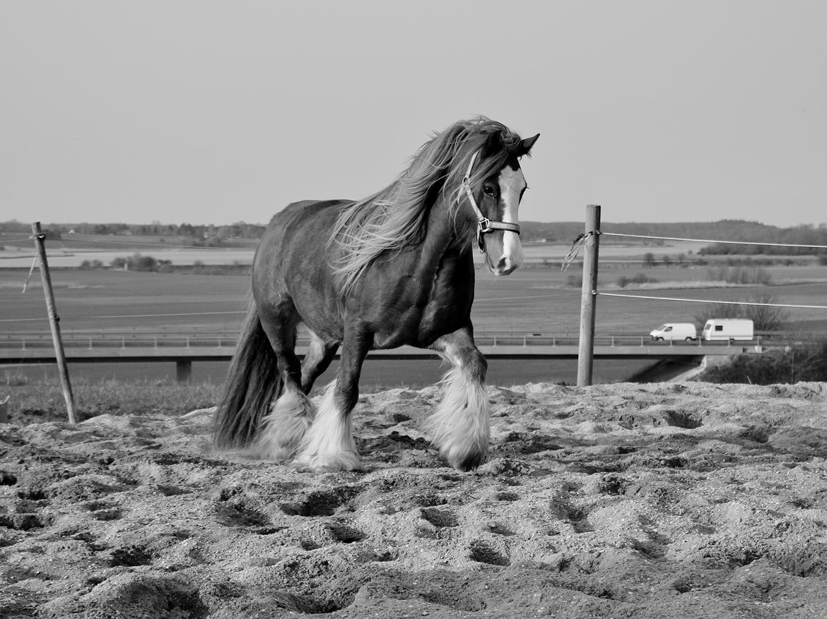 Tinker Red Aicha - Forår 14 billede 2