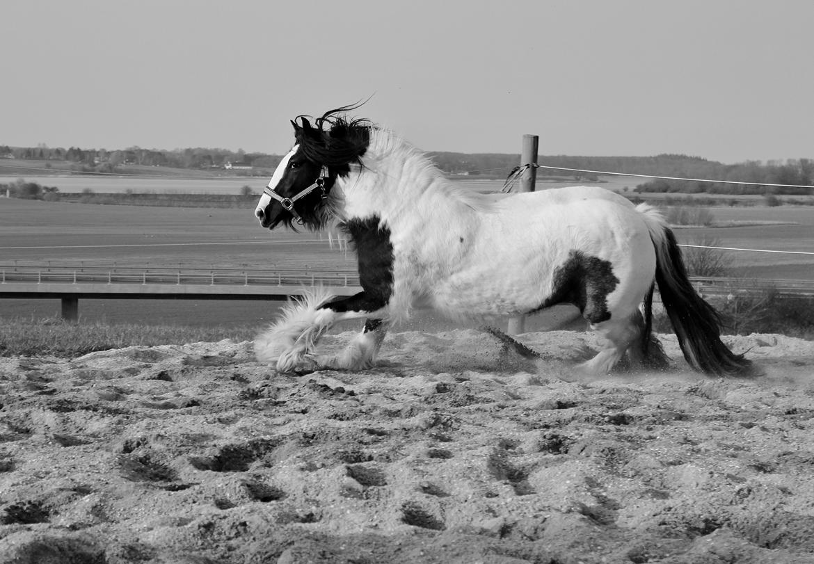 Tinker Lady Harmonie - Forår 14 billede 3