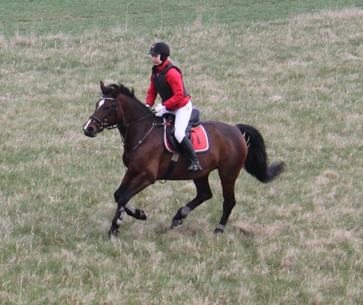 Oldenborg Kyllingegårdens Yasmin billede 10