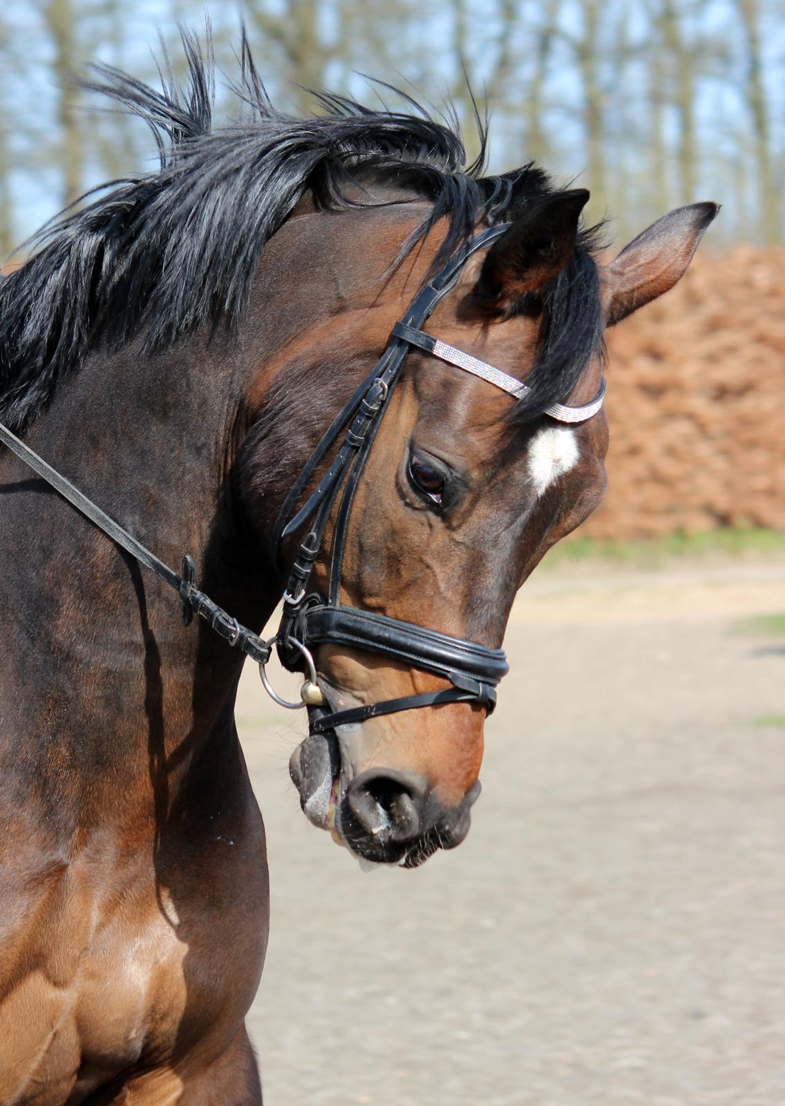 Dansk Varmblod Porthos billede 3