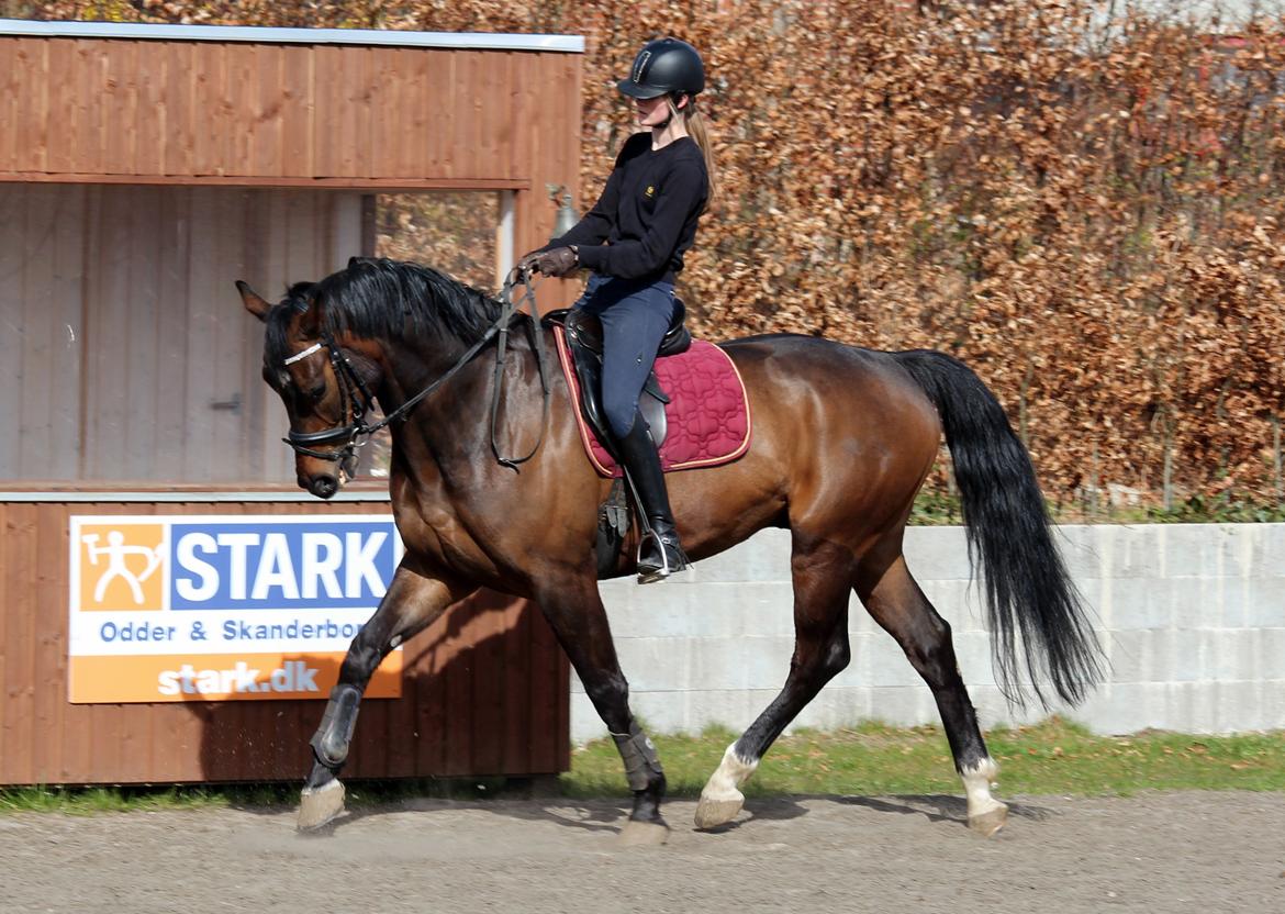 Dansk Varmblod Porthos - Stjerne Ejanar<3 billede 13