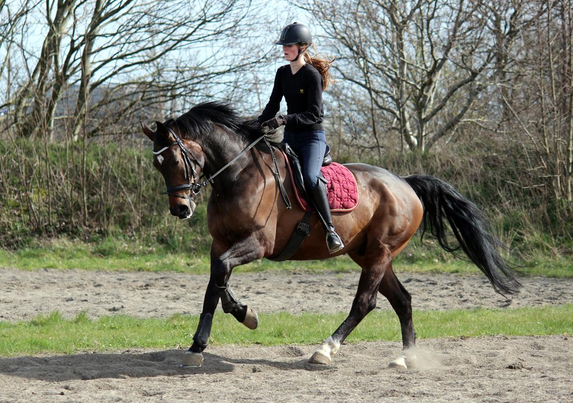 Dansk Varmblod Porthos billede 2