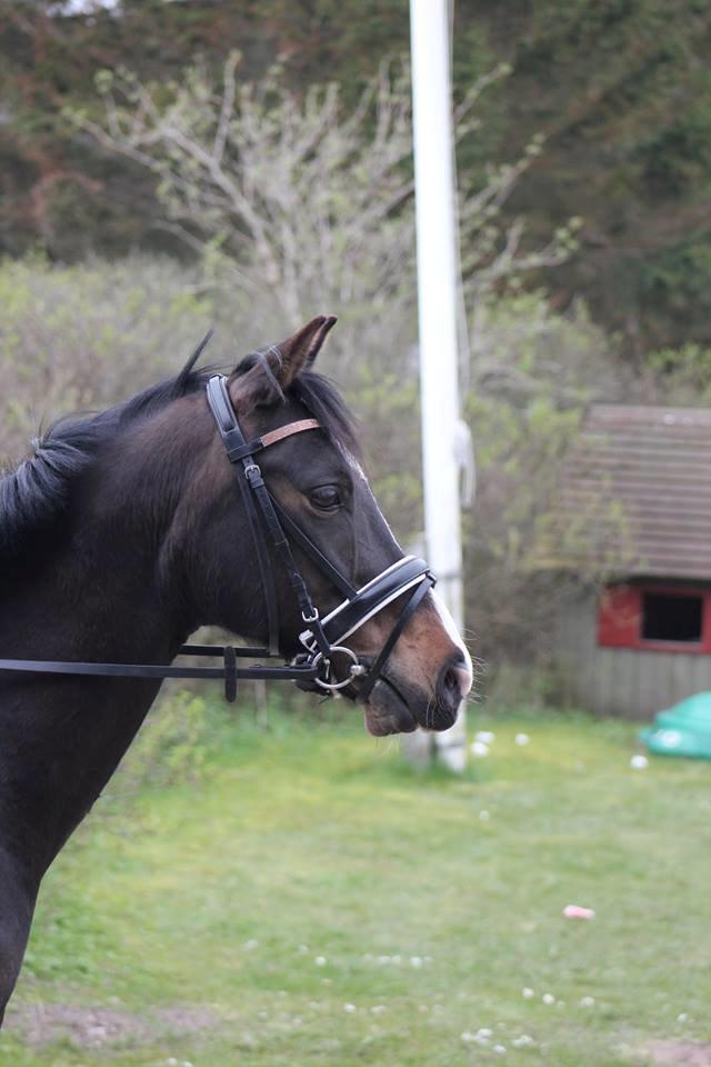 DSP Sebastian B-pony  - SMUKKESTE SEBIS!! <3 billede 9