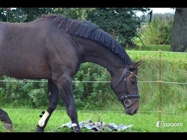 Dansk Varmblod / Sportspony   November Surprise billede 28