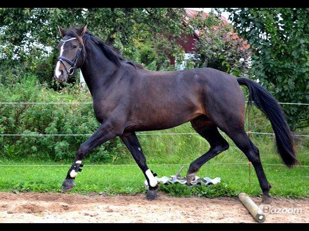 Dansk Varmblod / Sportspony   November Surprise billede 29