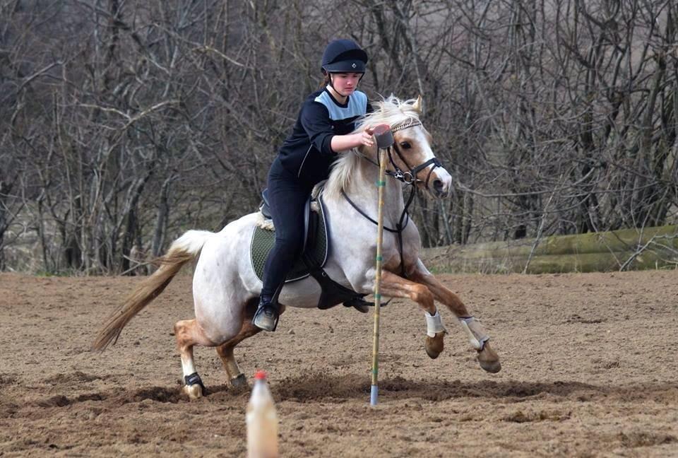 Tysk Sportspony Waterdieks - Billeder af heste - Uploaded af Charlotte Nissen