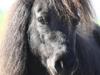 Shetlænder Molly [Tidl. hest]