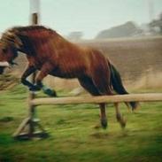 Anden særlig race Lillevej's Lucas<3