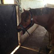 Anden særlig race Lillevej's Lucas<3