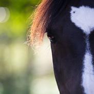 DSP Fontain af Stensnæs