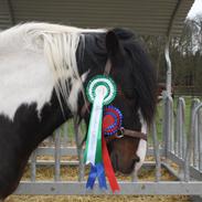 Irish Cob Rollo - Tidligere Part (R.I.P)