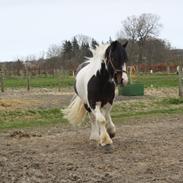 Irish Cob Rollo - Tidligere Part (R.I.P)