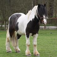 Irish Cob Rollo - Tidligere Part (R.I.P)