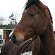 Anden særlig race brilliant sky *billy*