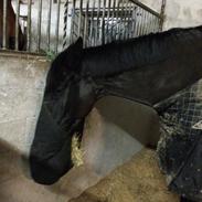 Trakehner Hefaistos
