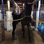 Trakehner Hefaistos