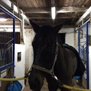 Trakehner Hefaistos