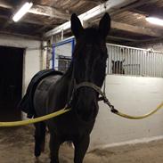 Trakehner Hefaistos