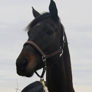 Trakehner Hefaistos