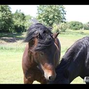 Dartmoor Anc-Neu-Kao