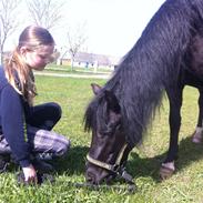 New Forest Bjernagergårdens Tartanos 