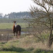 Anden særlig race Viann