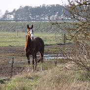 Anden særlig race Viann