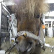 Shetlænder Kasmir R.I.P