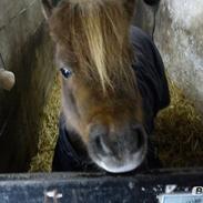 Shetlænder Kasmir R.I.P