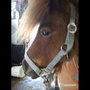 Shetlænder Kasmir R.I.P