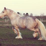 Irish Cob Johnatan