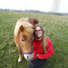 Shetlænder Funny Pony