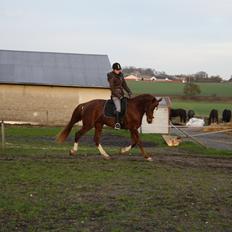 Dansk Varmblod Dalvangs Duchess