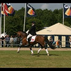 New Forest Sophienhofs Maroon - A-PONY