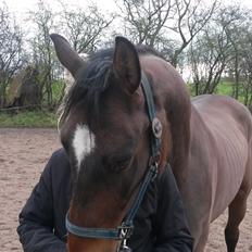 Dansk Varmblod Bøgegårdens Lord