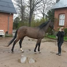 Dansk Varmblod Bøgegårdens Lord