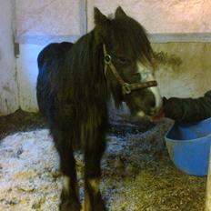 Irish Cob Irish Beauty