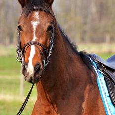 Dansk Varmblod Grønmosegårds Tequiro