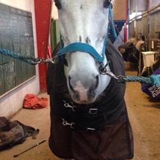 Anden særlig race Beauty R.I.P