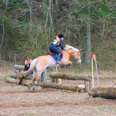 Haflinger Katinka