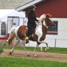 Islænder Drottning frá Skeggsstöðum