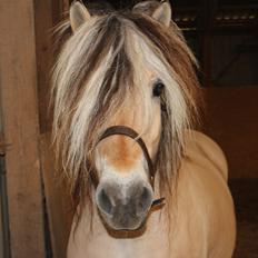Fjordhest Fairith Kjeldsvang Solgt