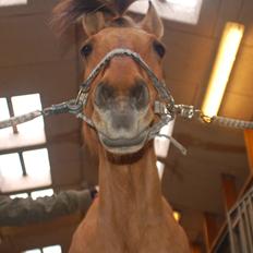 Anden særlig race Nuggi