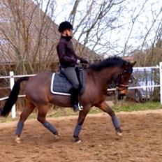 New Forest Bokjærgårds Aladdin