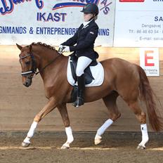 New Forest Reigershoeve Debbie