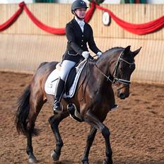 Dansk Varmblod Hanky Panky Firfod