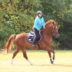 Dansk Varmblod Lucky-Lee <3 <3