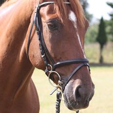 Dansk Varmblod Lucky-Lee <3 <3