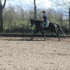 Trakehner Felippa *Prinsessen*