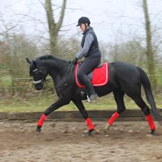 Trakehner Felippa *Prinsessen*